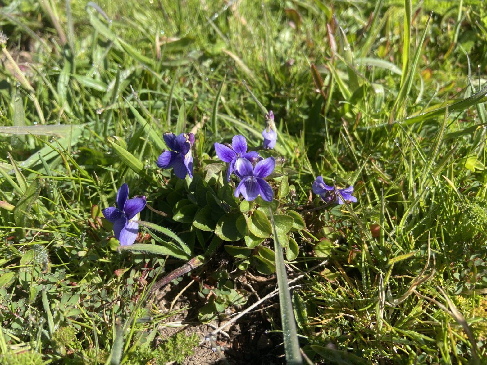 Photo of the early-blue violet wildflowers