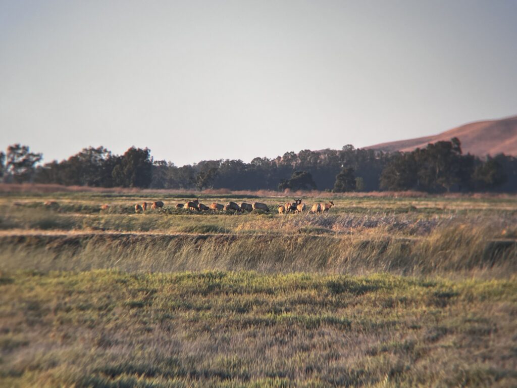 Mike Heine photo of an elk herd