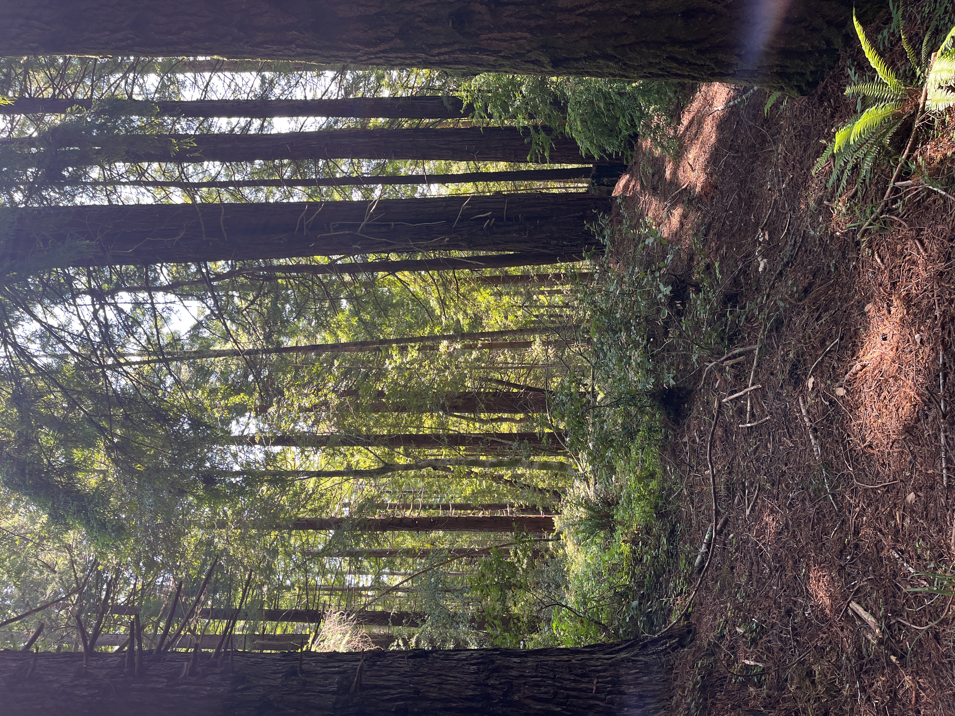 Conservation Easement: Popow Redwoods