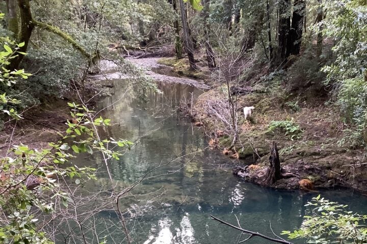 Conservation Easement: Redwood Meadows